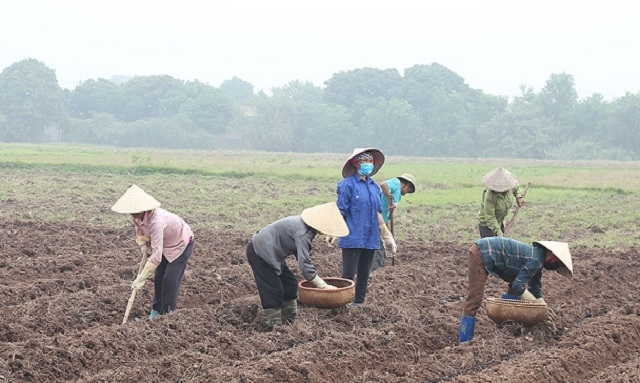 Mô hình sản xuất khoai tây an toàn đang mở ra một hướng đi mới