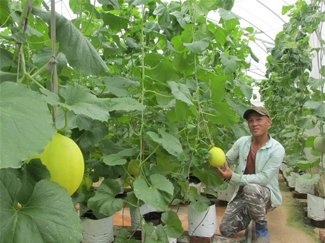 Ngọc Lặc đang dành nhiều nguồn lực đầu tư xây dựng các mô hình trồng trọt an toàn