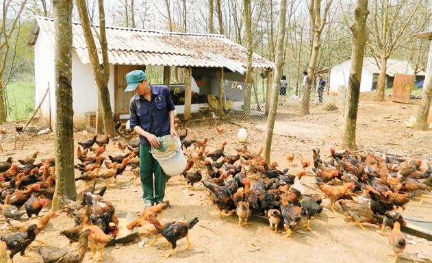 Mô hình nuôi gà Cùa theo chuỗi ở Quảng Trị trong chương trình OCOP