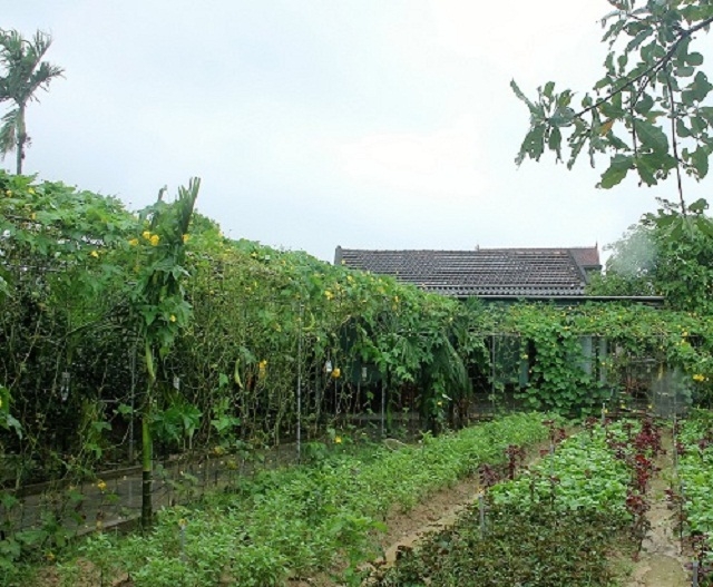 Mô hình vườn mẫu của hộ ông Dương Kim Hoàng, thôn Hà Thanh, xã Tượng Sơn