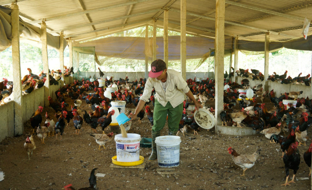 Hiệu quả hoạt động của Hợp tác xã chăn nuôi gà An Phú đã góp phần phát triển kinh tế - xã hội tại địa phương