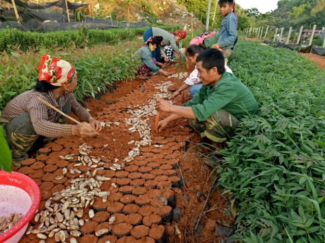 Nhiều người dân phát triển vườn ươm giống cây ăn quả các loại để cung cấp cho người dân