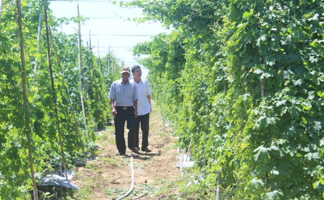 HTX giúp nông dân chuyển đổi cây trồng hiệu quả.