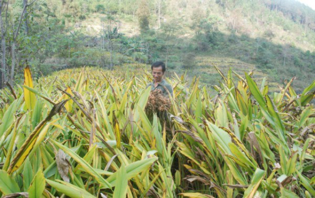 Bà con Hà Quảng tích cực chuyển đổi cây trồng (Ảnh: Internet)
