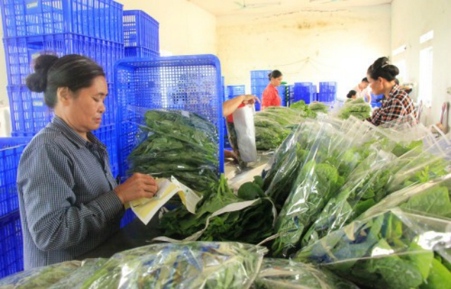 Công nhân đang sơ chế, phân loại thực phẩm tại HTX Dịch vụ Tứ Xã huyện Lâm Thao