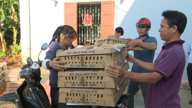 Cung cấp gà giống cho các hộ tham gia mô hình chăn nuôi gà Cùa