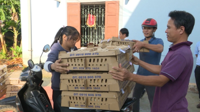 Cung cấp gà giống cho các hộ tham gia mô hình chăn nuôi gà Cùa