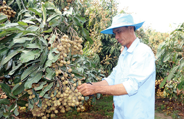 Chuyển đổi cơ cấu cây trồng, thay cây mía bằng cây nhãn cho hiệu quả kinh tế cao.