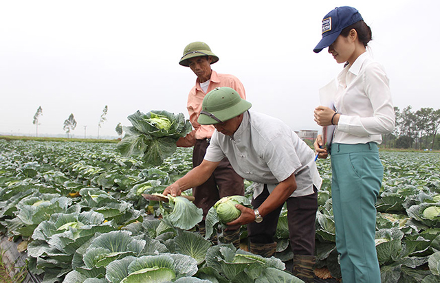 Các HTX có vai trò quan trọng trong phát triển sản xuất an toàn