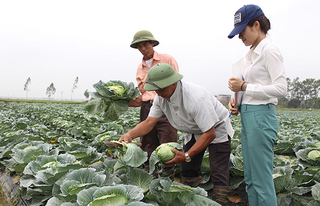 Các HTX có vai trò quan trọng trong phát triển sản xuất an toàn