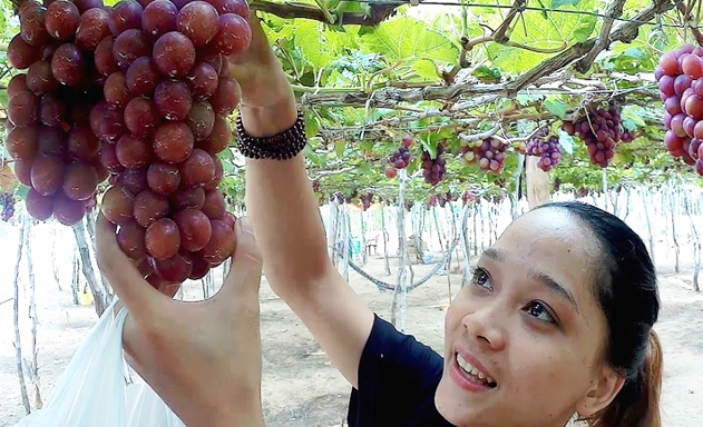 Nâng giá trị nho Ninh Thuận là bài toán hóc búa