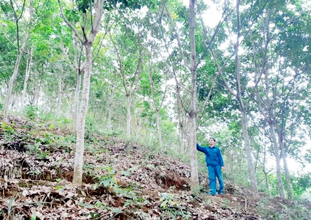 Không chỉ kinh tế, cao su mang lại lợi ích về ATLĐ, vệ sinh môi trường