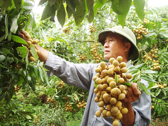Hưng Yên đang thúc đẩy trồng cây ăn quả