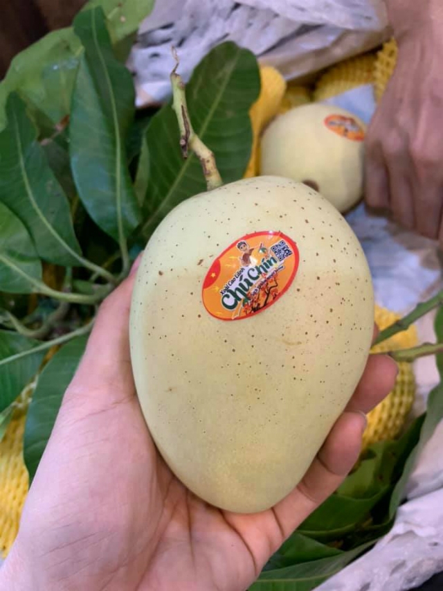 Những trái xoài cát Cao Lãnh không chỉ có chất lượng tốt mà cảm quan bên ngoài của trái rất đẹp.