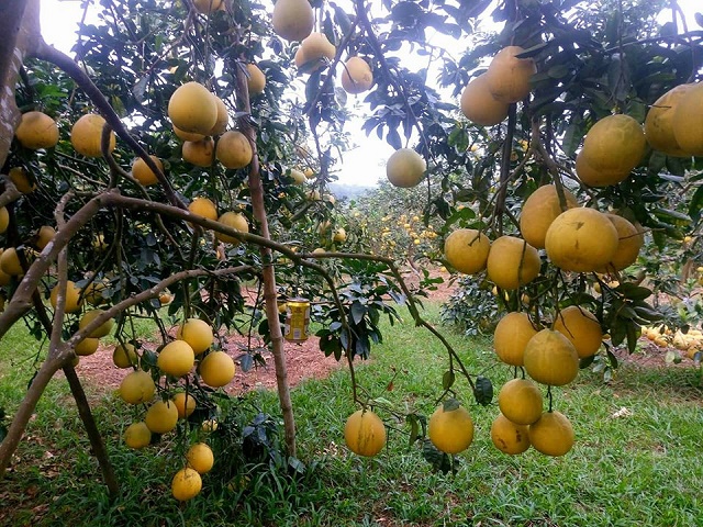 Thu hút doanh nghiệp trồng bưởi diễn ở xã Ngọc Phụng