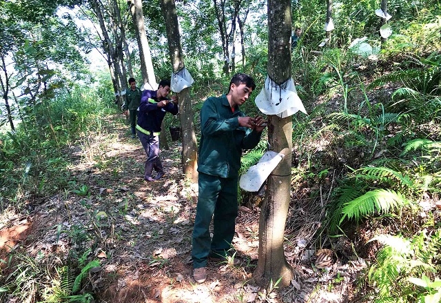 Cao su đang thay đổi cuộc sống của người dân xã Căn Co