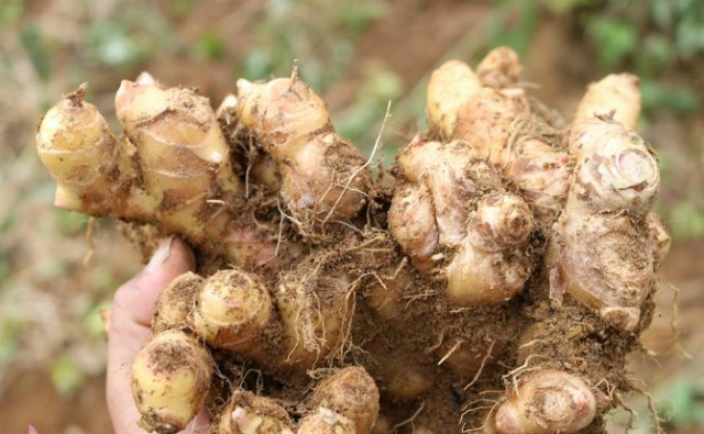 Gừng dé Kỳ Sơn củ nhỏ, thân tròn, nhiều nhánh.