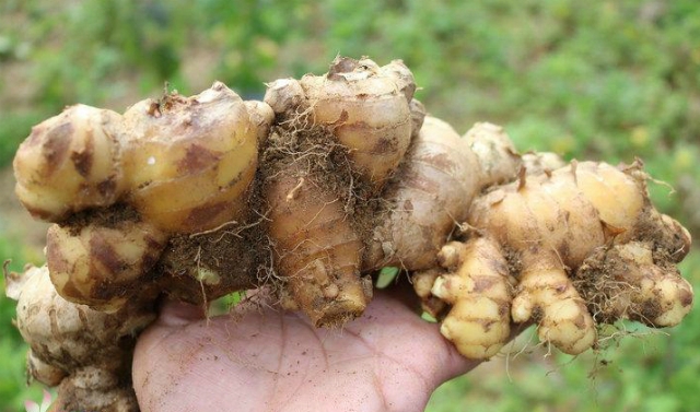 Gừng sừng trâu củ to, thân tròn, ít nhánh.