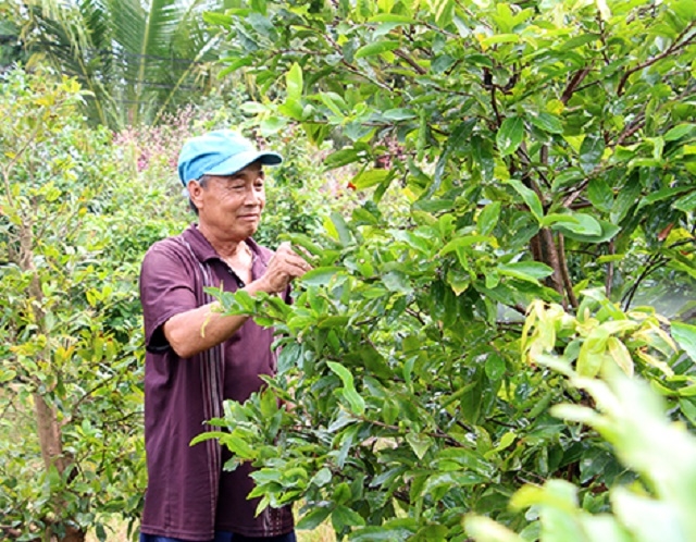 Thành viên HTX Phú Hưng chăm sóc mai chuẩn bị phục vụ Tết Canh tý 2020