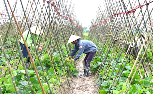 73% số hợp tác xã cả nước đang hoạt động hiệu quả (Ảnh Internet)