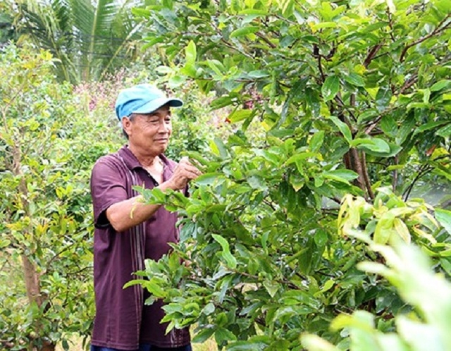 Thành viên HTX Phú Hưng tỉa lá cho cây