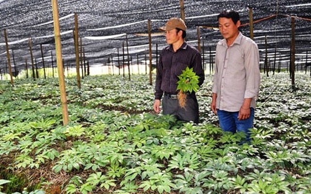 Trồng cây dược liệu ở Vùng cao nguyên Sìn Hồ