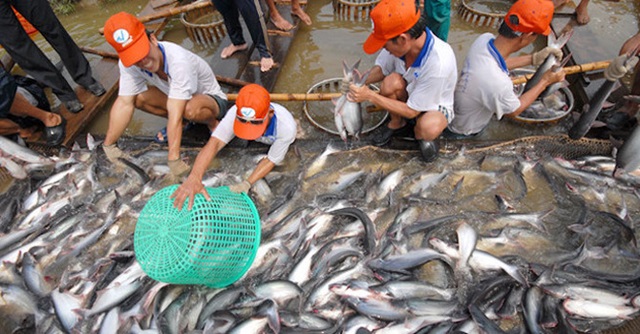 Xuất khẩu cá tra sang Mỹ và EU giảm mạnh (Ảnh Internet)