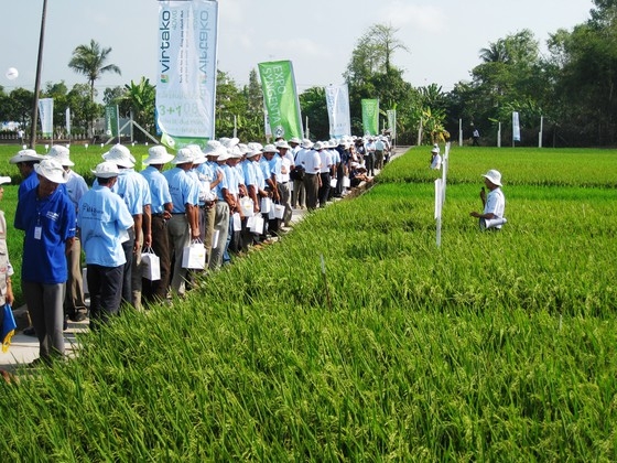Viện Lúa ĐBSCL hợp tác phát triển giống lúa bền vững (Ảnh Internet)