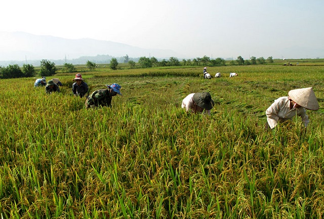 Mô hình lúa thâm canh giúp nhiều hộ dân ở Mường Nhé giảm nghèo