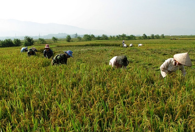 Mô hình lúa thâm canh giúp nhiều hộ dân ở Mường Nhé giảm nghèo