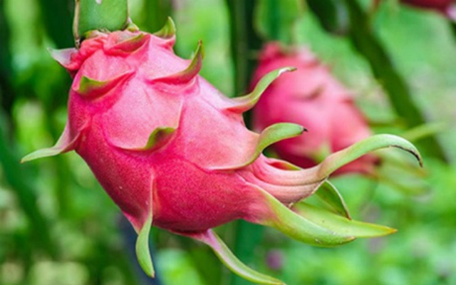 Chỉ dẫn địa lý đã nâng tầm cho thanh long Bình Thuận