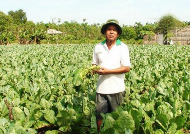 NTM Yên Luông chuyển biến mạnh nhờ hiệu quả trong sản xuất