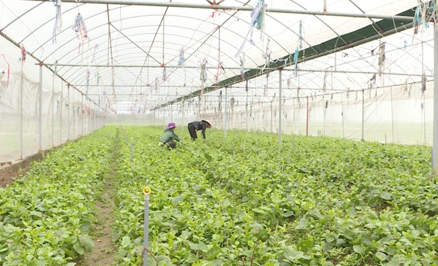 Thị trường BĐS nông nghiệp trầm lắng chủ yếu do hạn điền