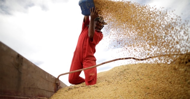 Trung Quốc nhập khẩu ồ ạt đậu tương Mỹ (Ảnh Internet)