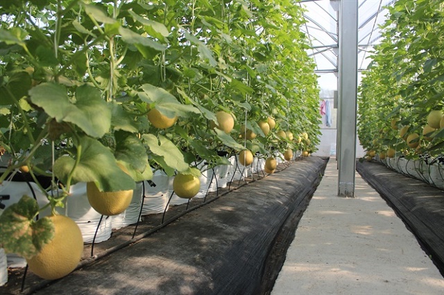 Những mô hình sản xuất sạch được Đầm Hà chú trọng phát triển