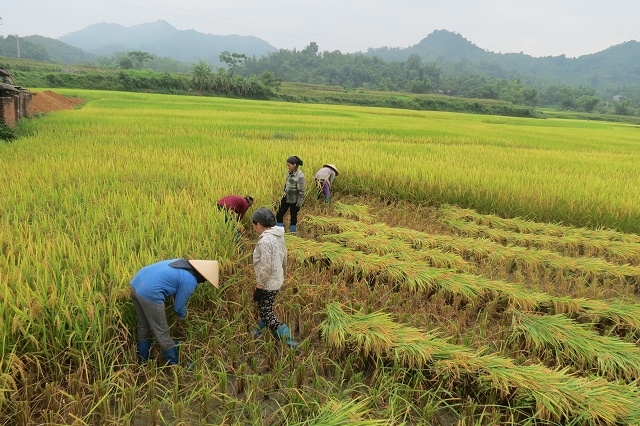 Người dân Phương Viên chú trọng sản xuất lúa cải tiến