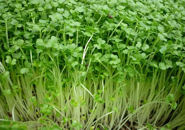 HTX Thanh Hà đang đi theo hướng sản xuất bền vững