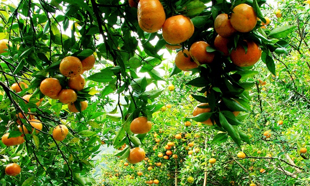 HTX Nông Trang sản xuất theo quy trình an toàn sinh học