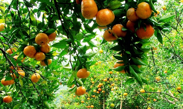 HTX Nông Trang sản xuất theo quy trình an toàn sinh học