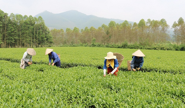 Làng nghề chế biến chè Đá Hen đã xây dựng được vùng nguyên liệu chè đảm bảo an toàn.