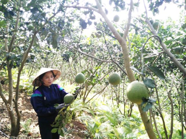 Mô hình trồng trọt theo hướng an toàn đang mang lại hiệu quả cao
