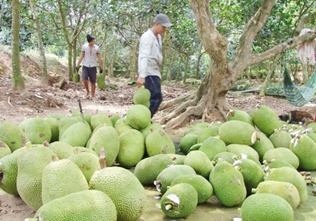 Xã sẽ chú trọng sản xuất an toàn để hướng đến phát triển bền vững