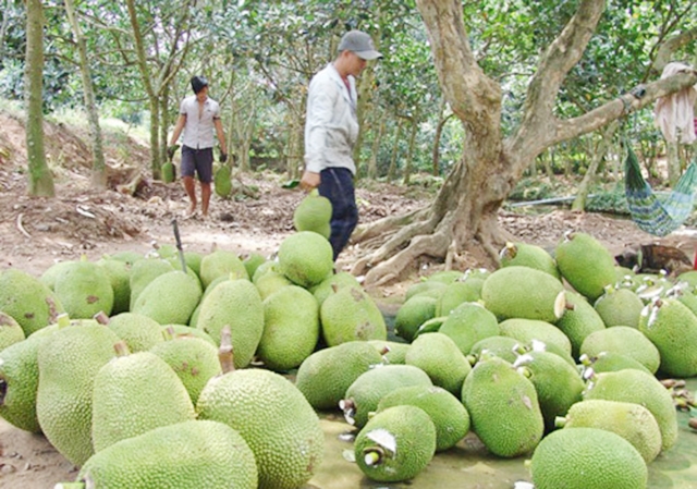 Xã sẽ chú trọng sản xuất an toàn để hướng đến phát triển bền vững