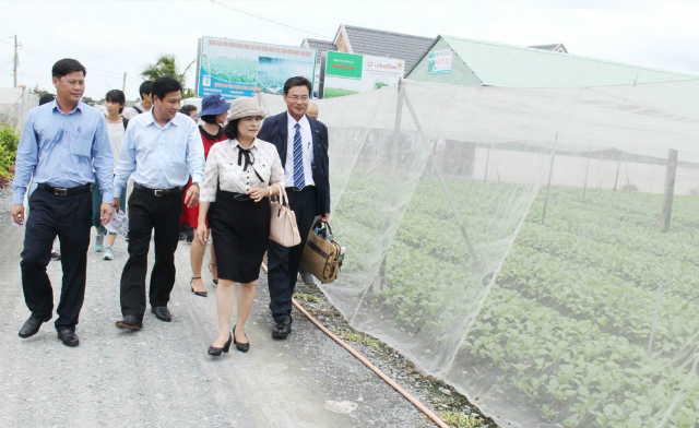 Khảo sát vùng trồng cải bẹ xanh tại Hợp tác xã Rau an toàn Mười Hai