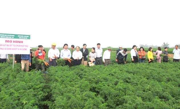 ​Các mô hình rau màu sản xuất theo hướng an toàn tại Hải Dương đang cho hiệu quả cao