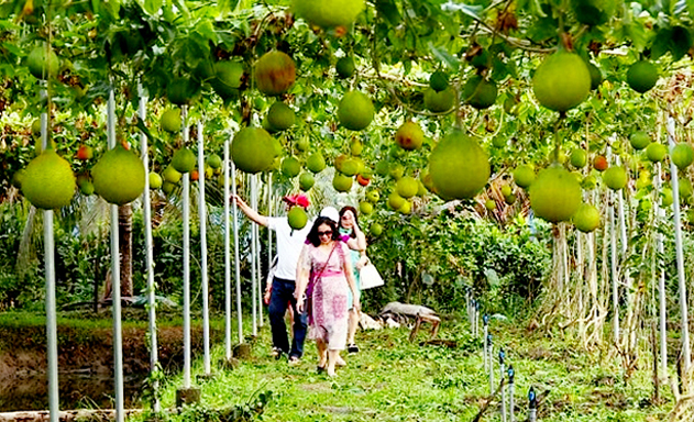 Mô hình nông nghiệp kết hợp với du lịch sinh thái tại Chợ Mới đang mang lại lợi ích kép về kinh tế, môi trường