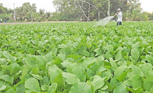 ​Sản xuất rau theo tiêu chuẩn VietGAP để BVMT