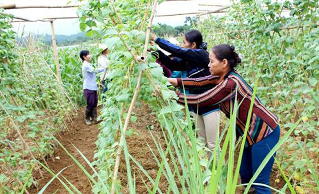 Rau hữu cơ đang mở ra hướng đi mới cho Lương Sơn