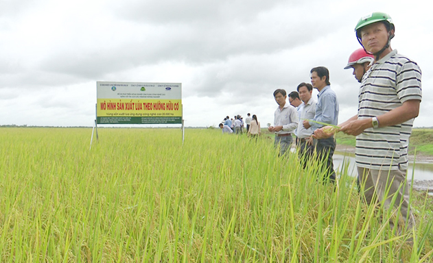 Mô hình sản xuất lúa hữu cơ bảo vệ môi trường