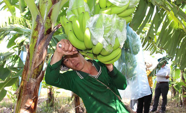 Nhờ chú trọng KH-KT, ATLĐ, tình hình sản xuất tại xã Lê Trì đang chuyển biến tích cực